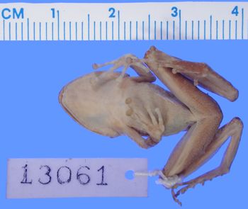 Media type: image; Herpetology A-13061